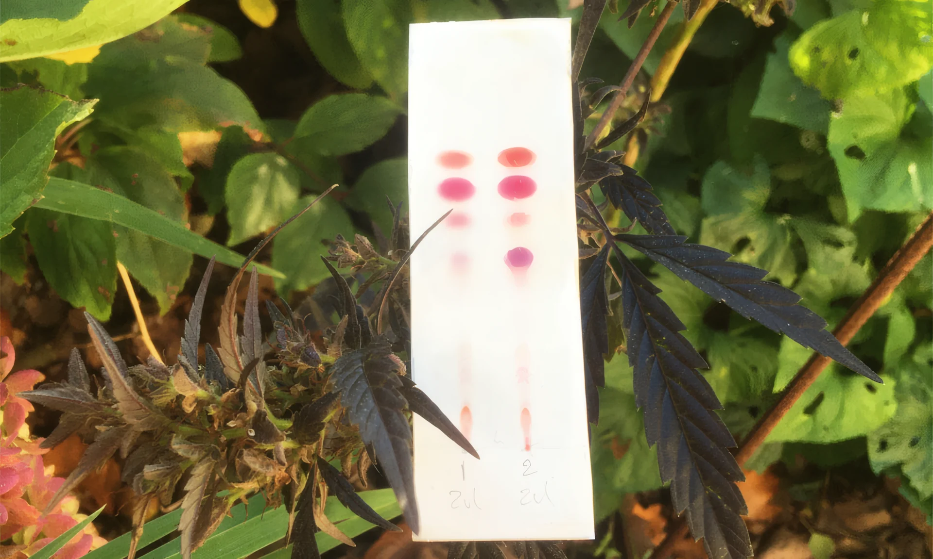 Cannabis flower beside a PRO Test cannabinoid test kit