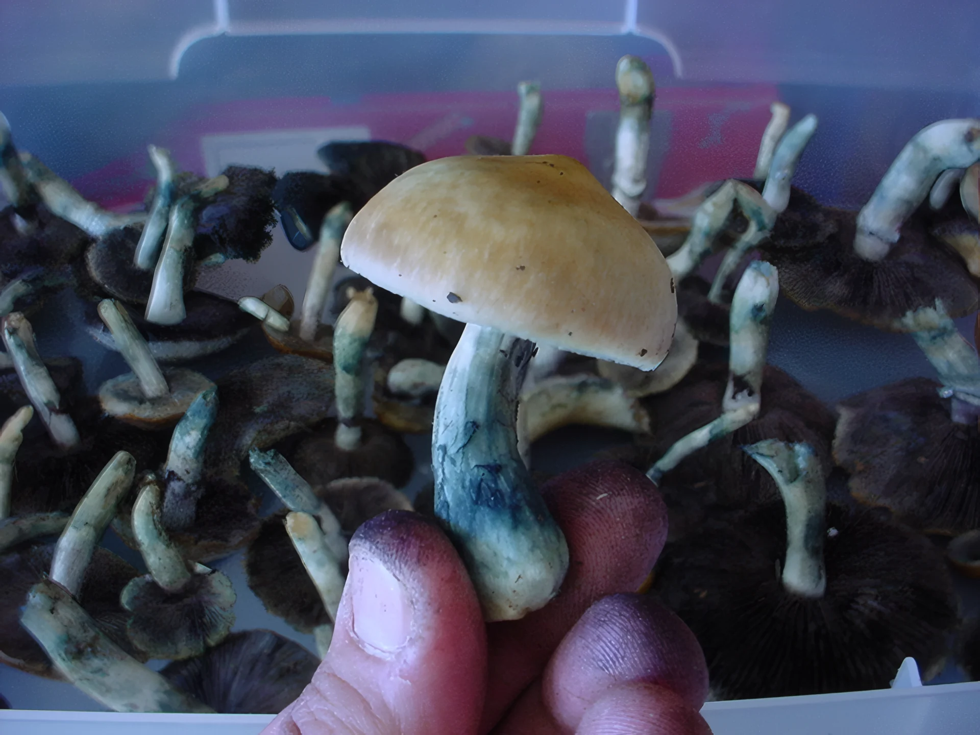 Blue bruising on psilocybin mushrooms