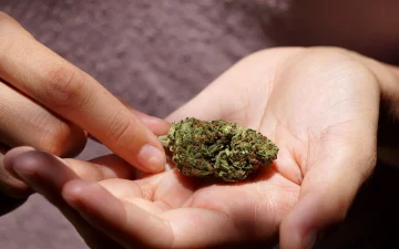 What does cannabis look like?