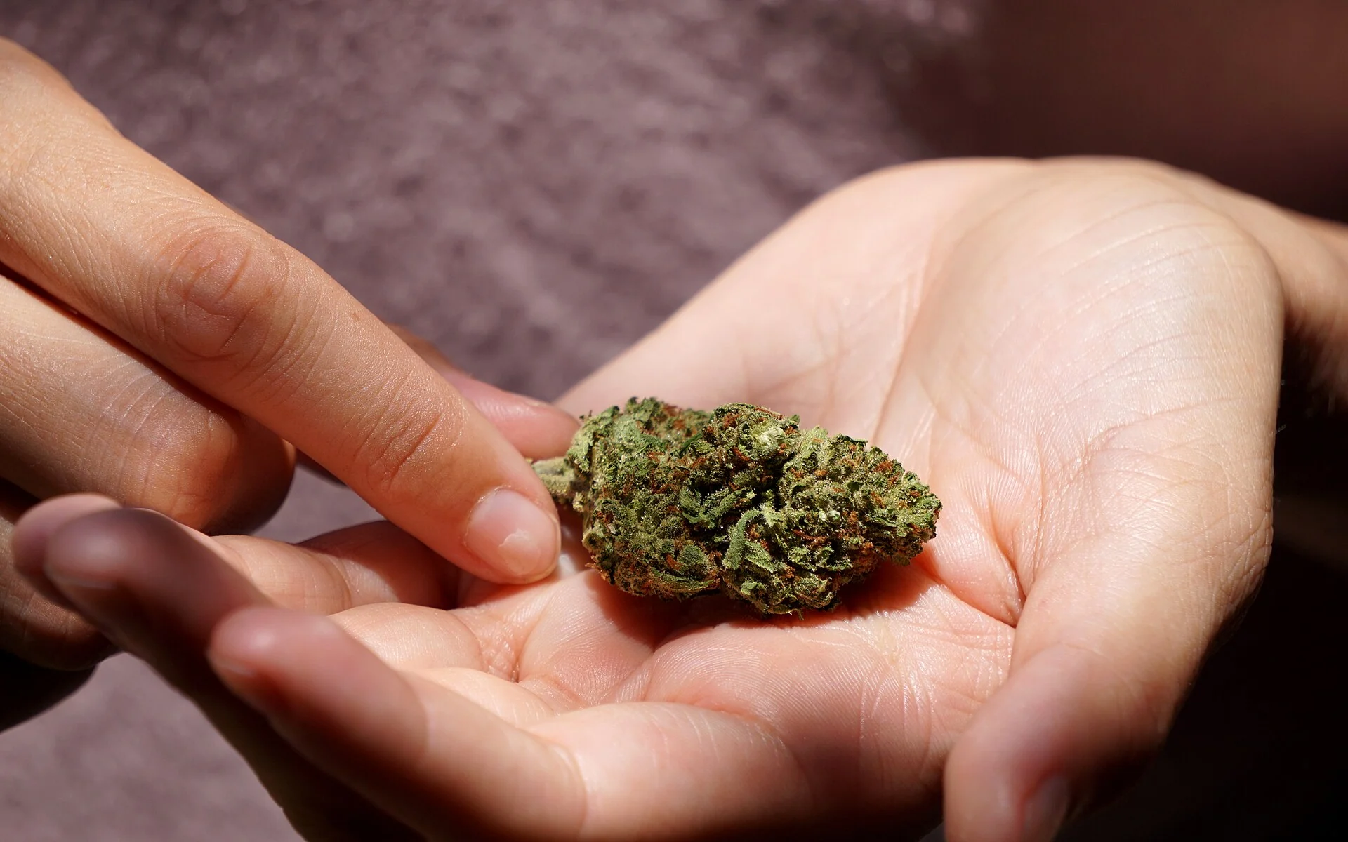 What does cannabis look like?