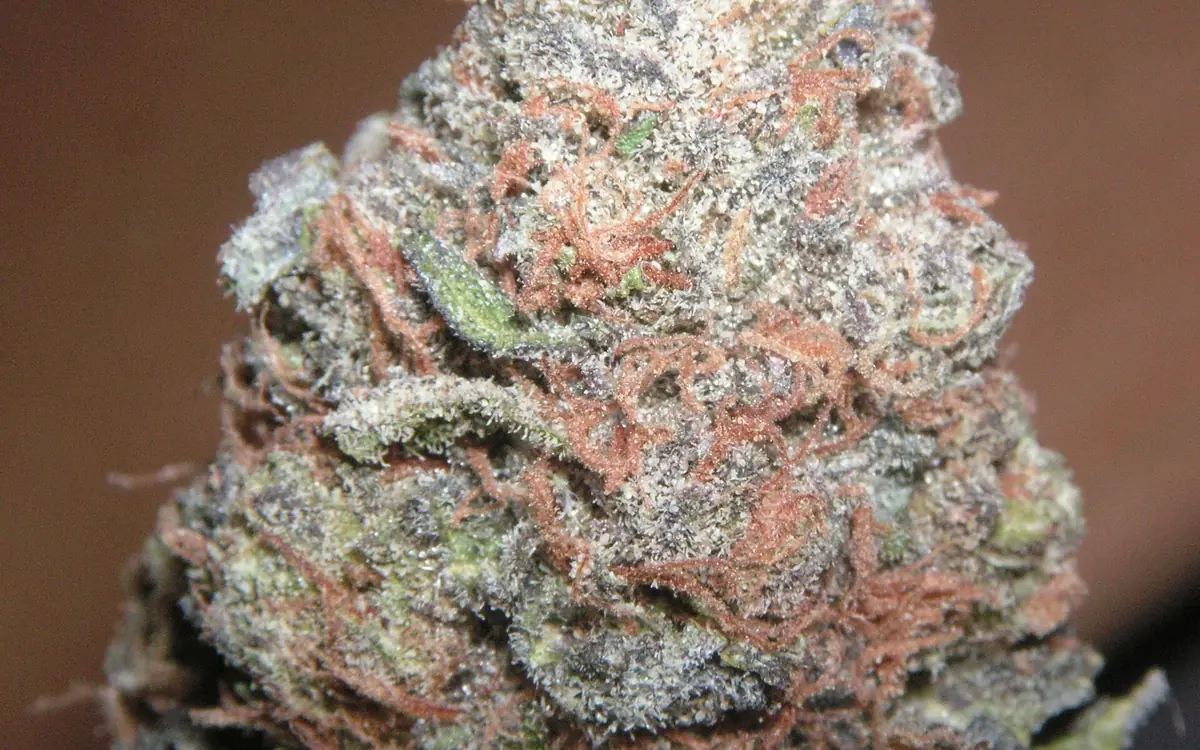 A cannabis flower with deep purple leaves, orange hairs and a frosting of trichomes