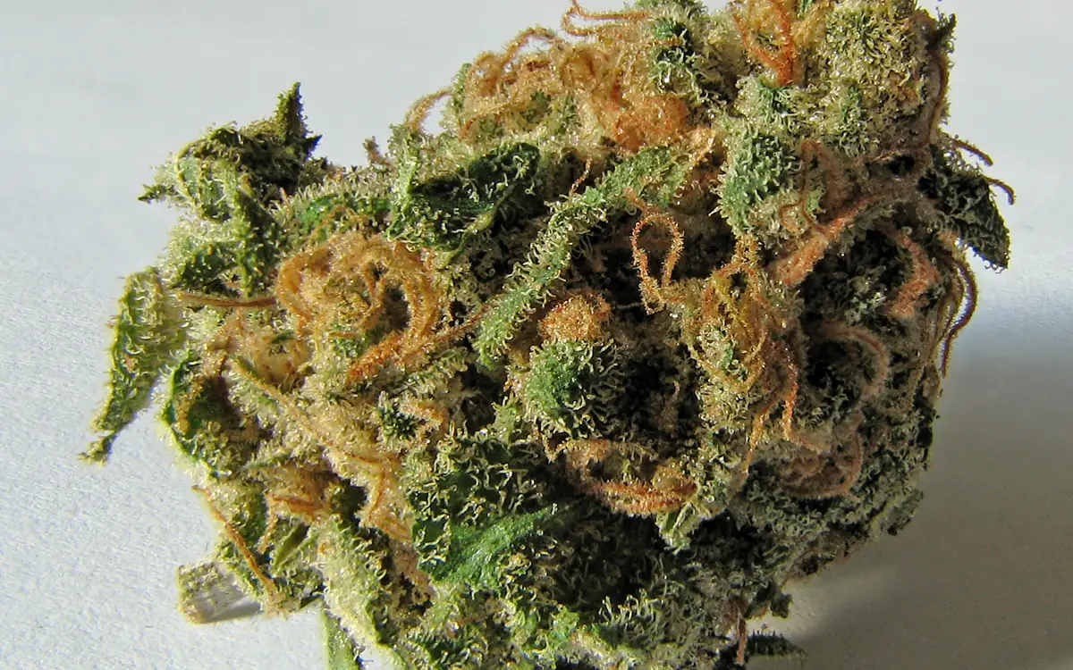 A cannabis flower showing orange hairs and a frosted coating of trichomes