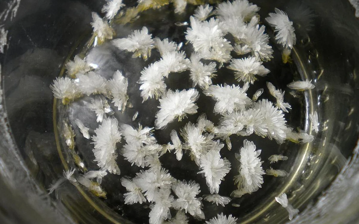 White needle shaped DMT crystals in a glass dish