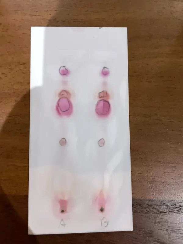 A developed testing card with two sample lanes, each showing a column of separated cannabinoid spots