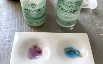 Two Cannabis reagent bottles marked A and B beside a white porcelain plate with two wells: the left one purple with plant fragments in it, the right one bright blue