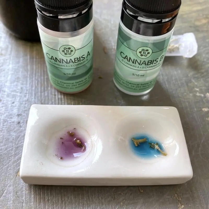 CANNABIS 4-AP reagent on two cannabis samples, one well purple for CBD-dominant and one blue for THC-dominant